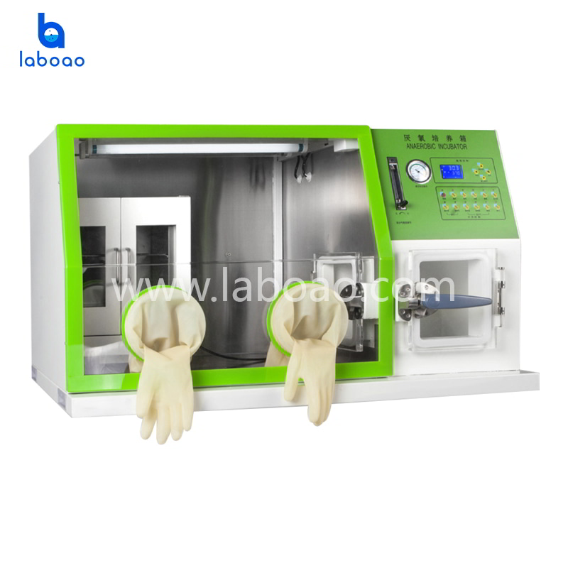 Desktop Anaerobic Incubator With LCD Screen